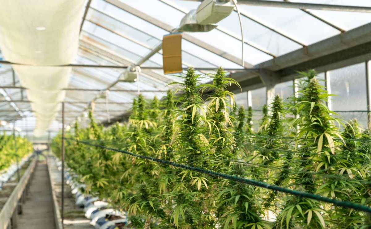 medical-marijuana-blog-img-7 medical-marijuana-blog-img-7