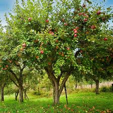 Apple Plant