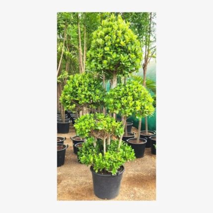 Multi-Head Ficus