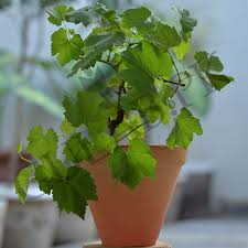 Grapes plant